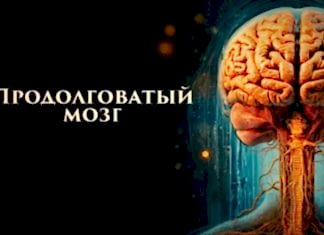 Цзе Кун. Алхимия мозга. Продолговатый мозг